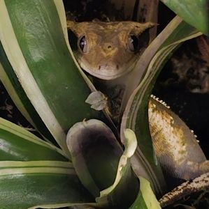 Meet your Posher, Jaewon